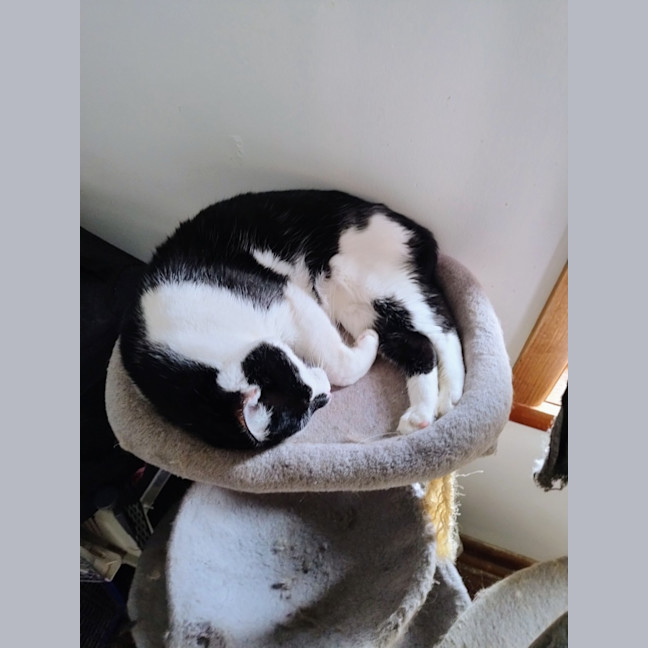 Photo of Clyde