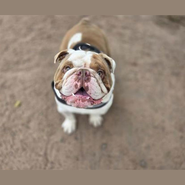 Photo of Brisket