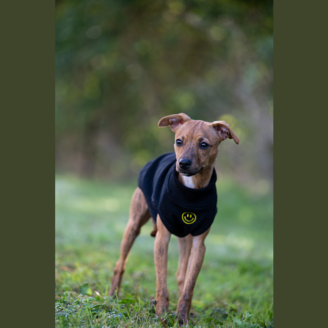 Photo of Rascal