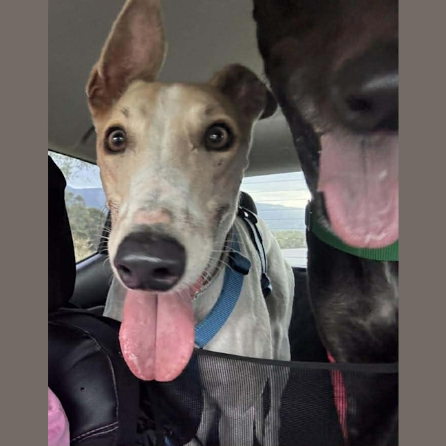 Photo of Cleo, The Greyhound