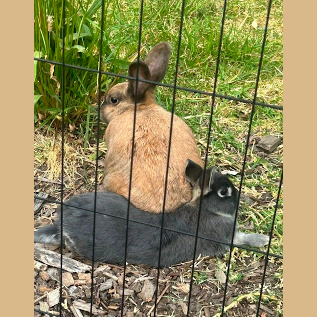 Photo of Percy & Merlin 