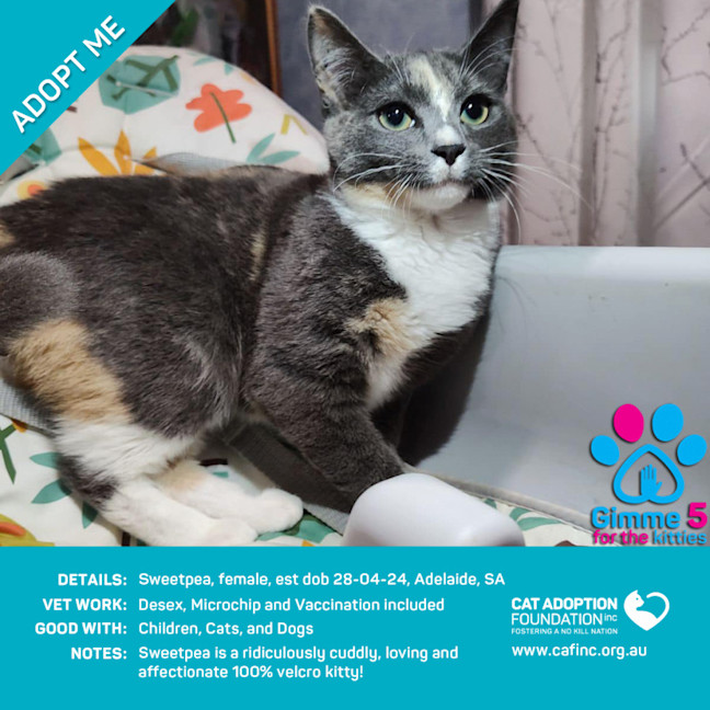 Photo of Sweetpea Just $50 Limited Time!