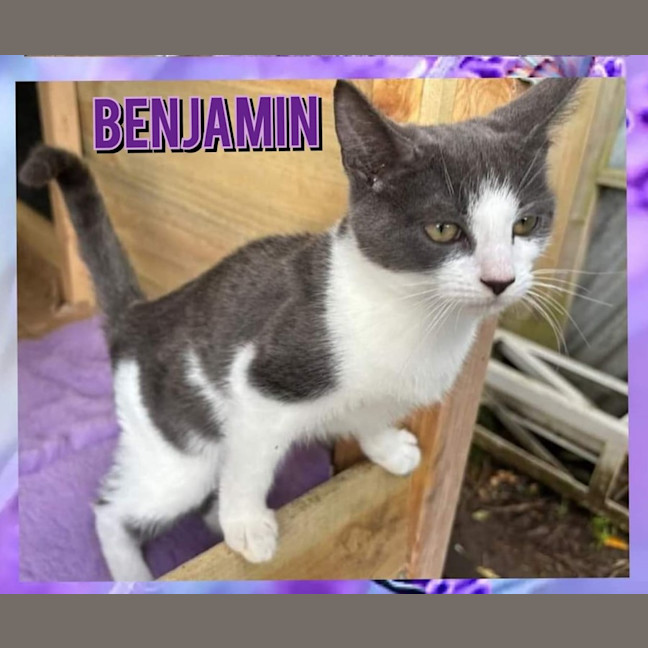 Photo of Theodore & Benjamin (Can Be Seperated)