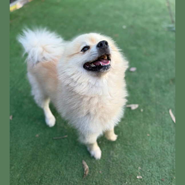 Photo of Spike
