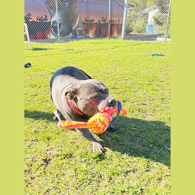 Photo of Sadie