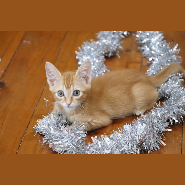 Photo of Nugget