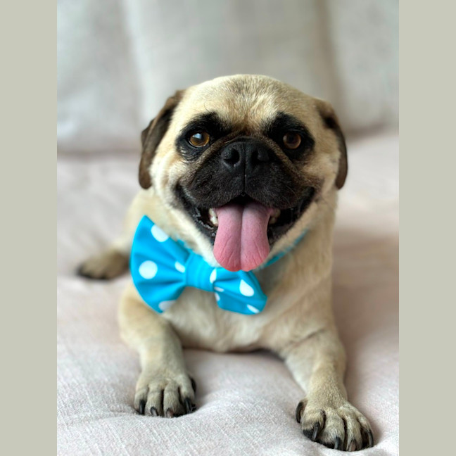 Photo of Hank And Luna 🎈