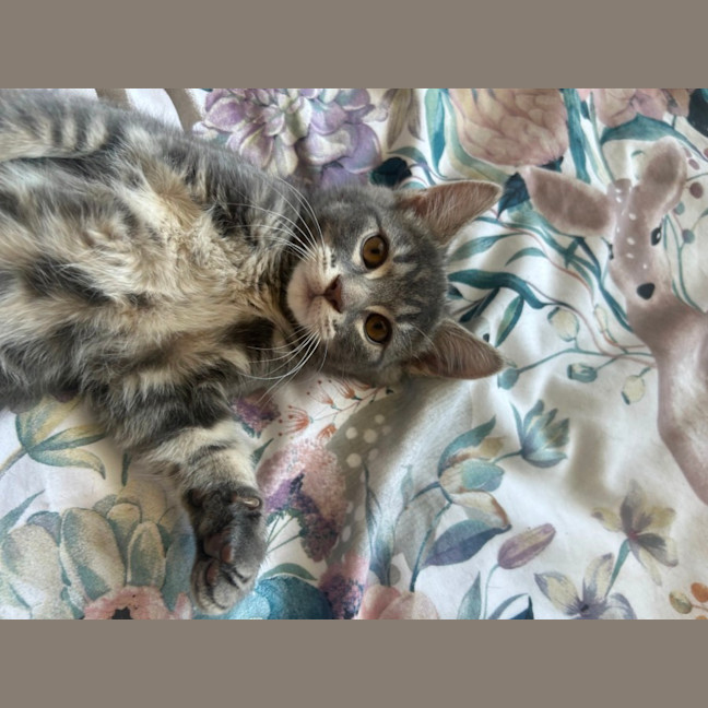 Photo of Grover