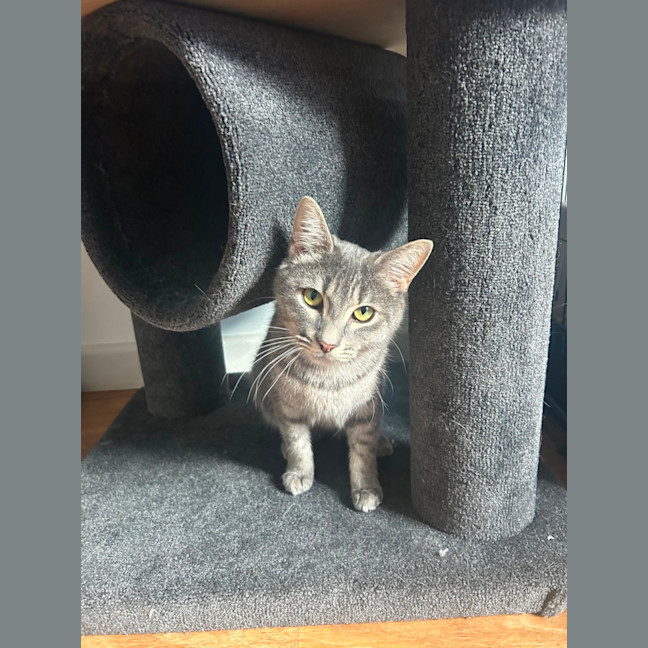 Photo of Cherry Plum 