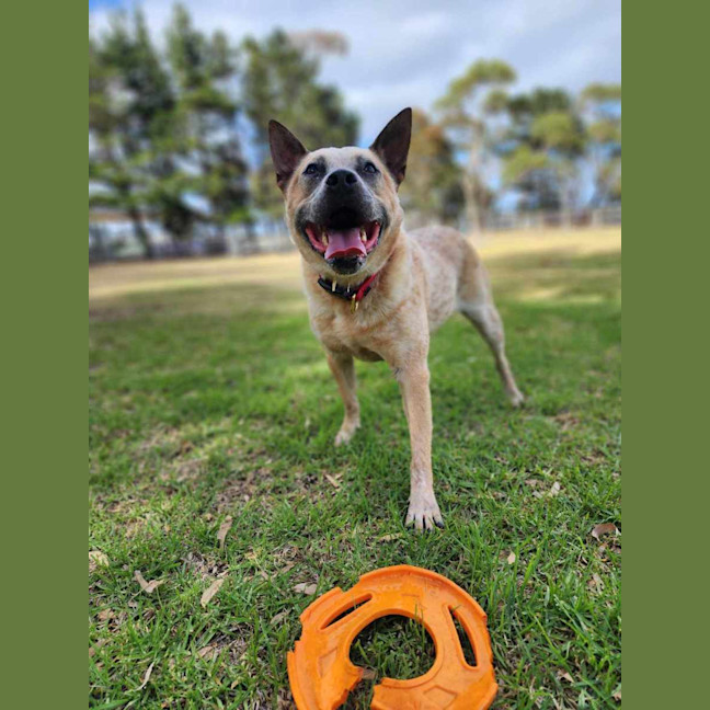 Photo of 🥏 Benji 5550 🥏