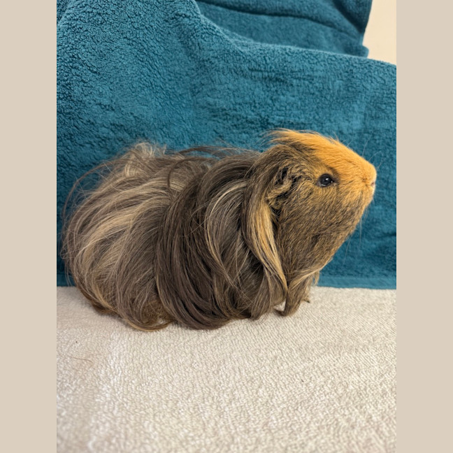 Photo of Shaggy