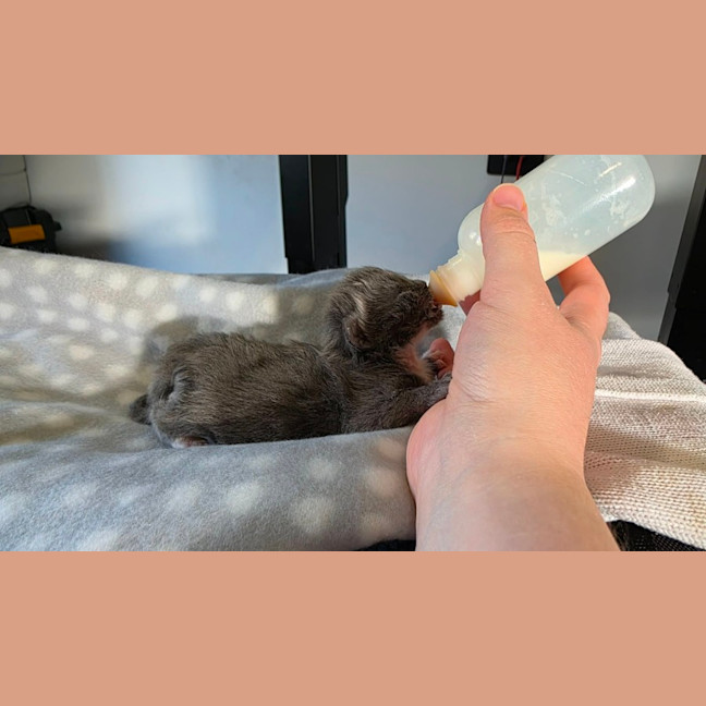 Photo of Violet