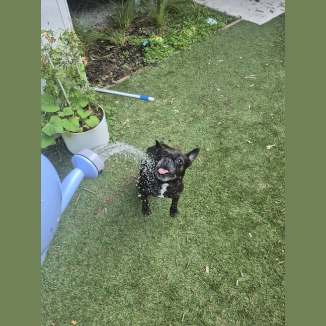 Photo of Cookie   6 Year Old French Bulldog