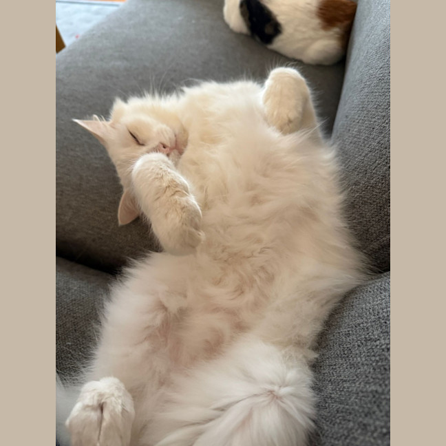 Photo of Smudge