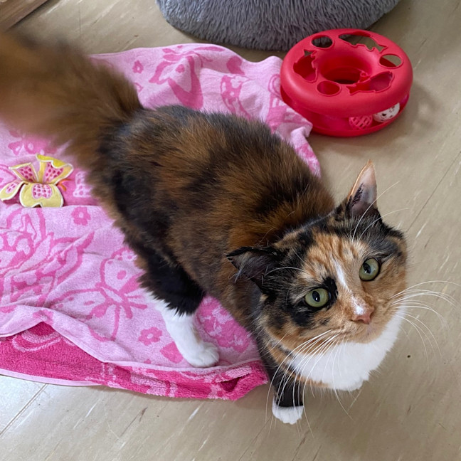 Photo of Diva
