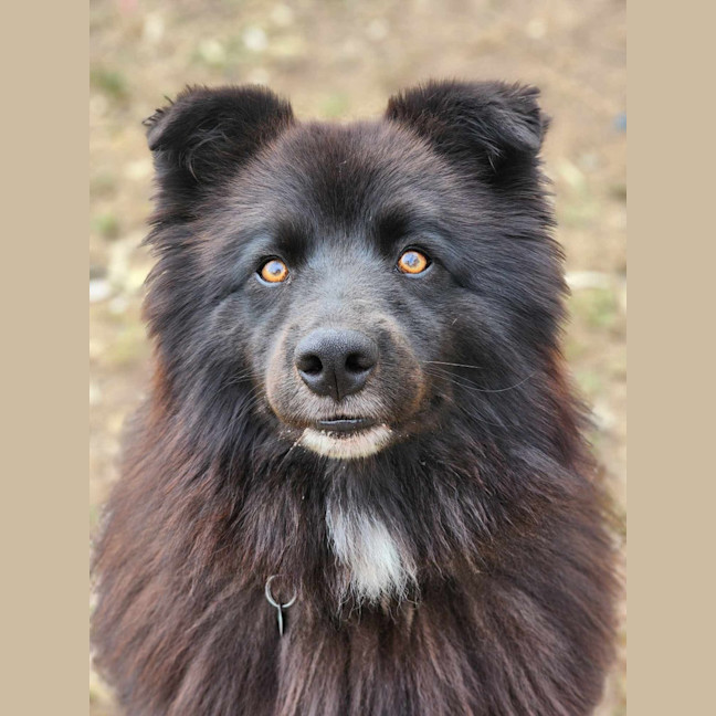 Photo of 👛 Fawn 6087 👛