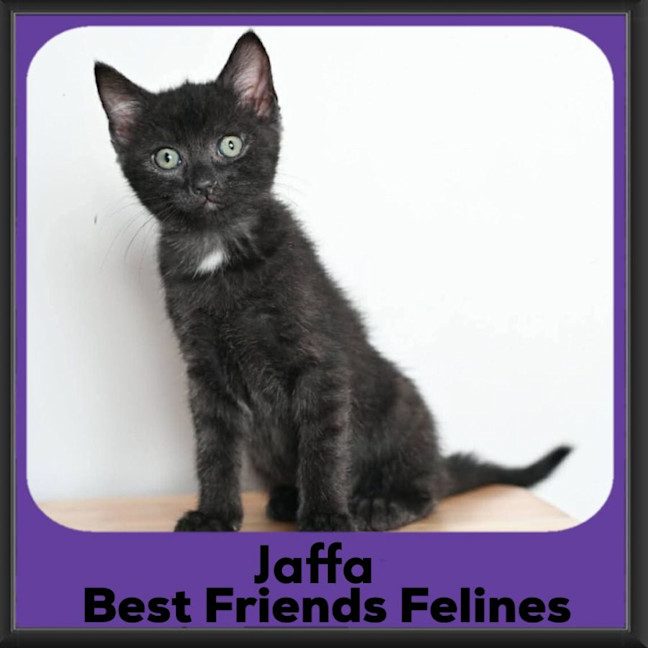Photo of Jaffa 