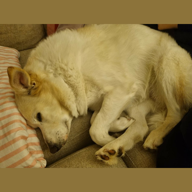 Photo of 💝Koko💝
