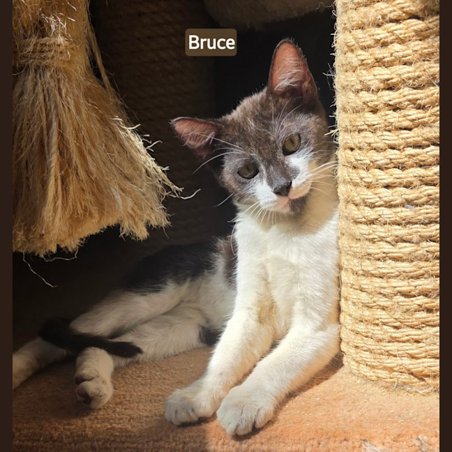 Photo of Bruce