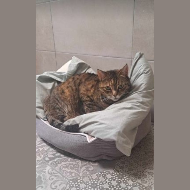 Photo of Tiramisu
