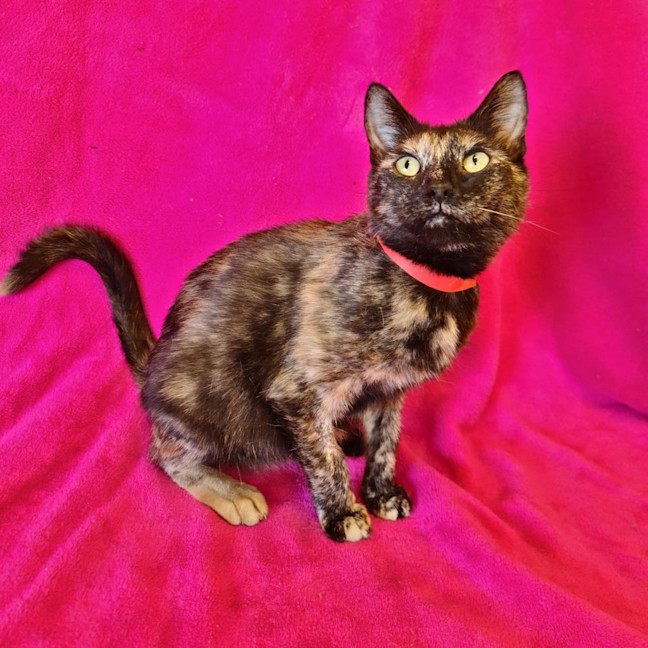 Photo of Indie