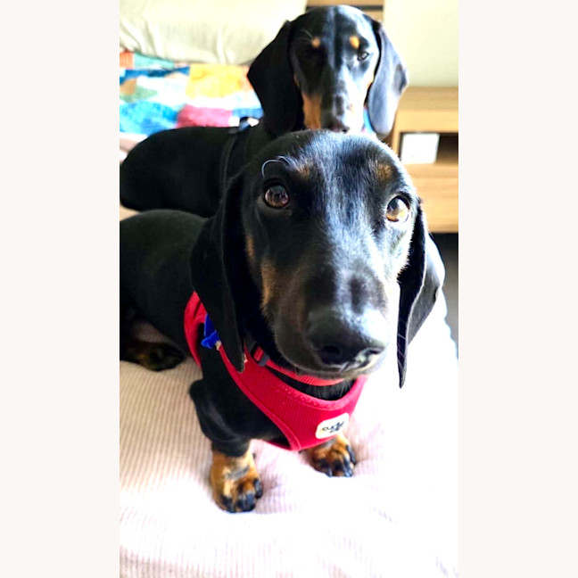 Photo of Johnny   1 Year Old Dachshund