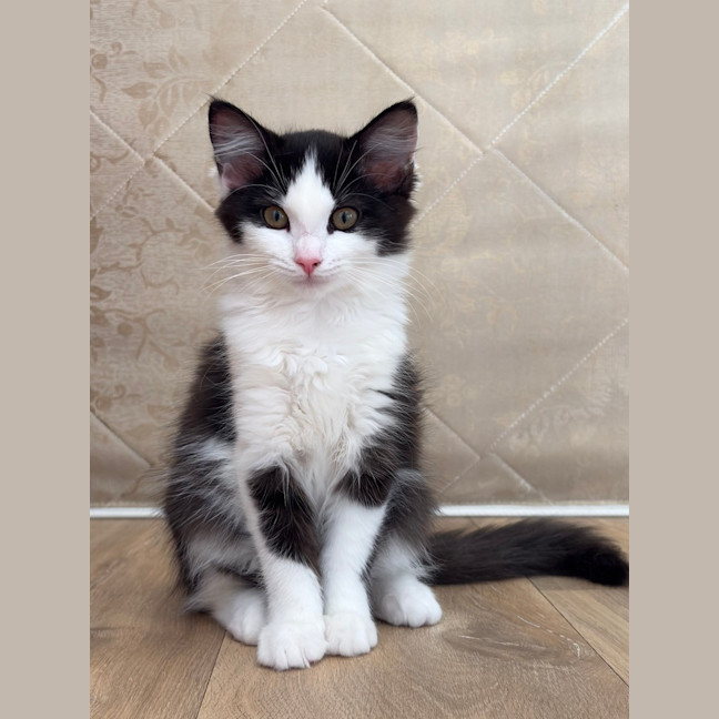 Photo of Poppy