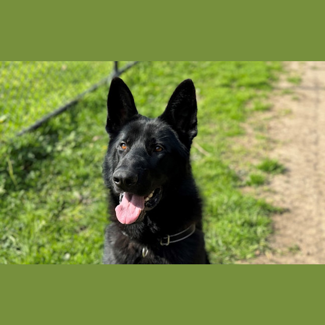 Photo of Odin