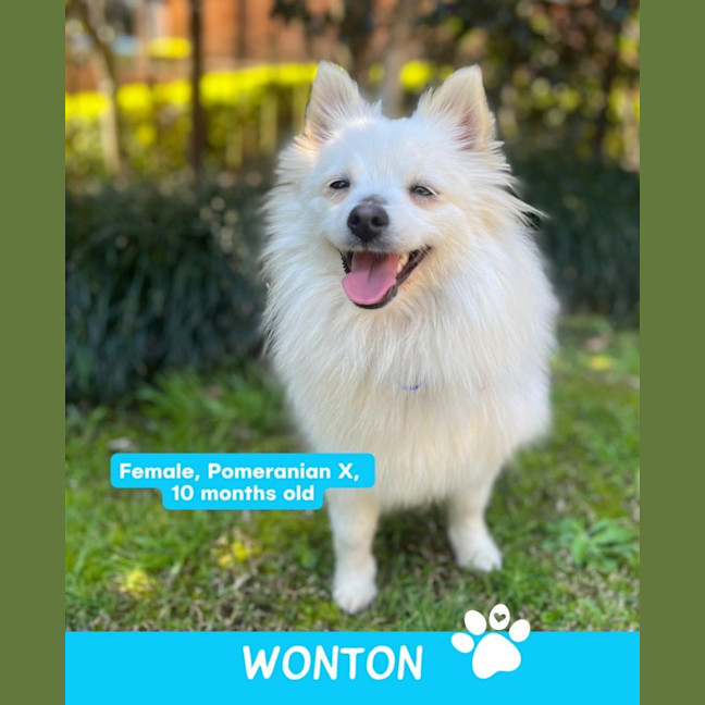 Photo of Wonton   10 Month Old Pomeranian X Spitz