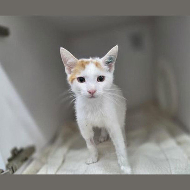 Photo of Bell Pepper