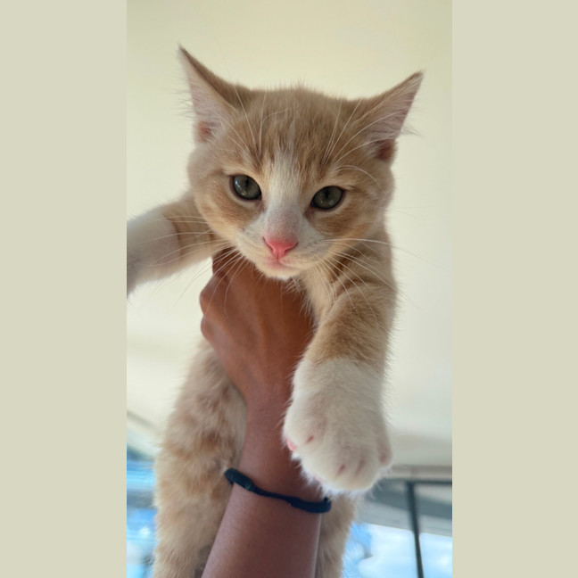 Photo of Maui & Wowie