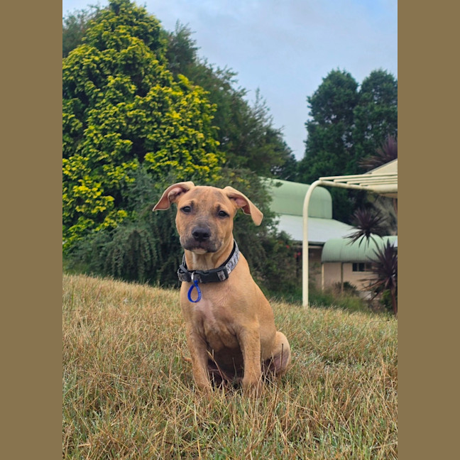 Photo of Loui   10 Week Old Staffy X
