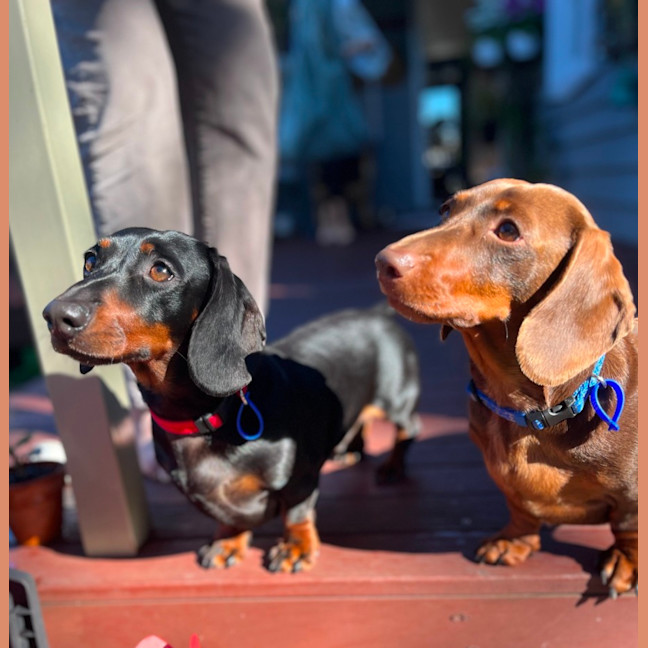 Photo of Bobbi & Chilli   4 Year Old Miniature Dachshunds