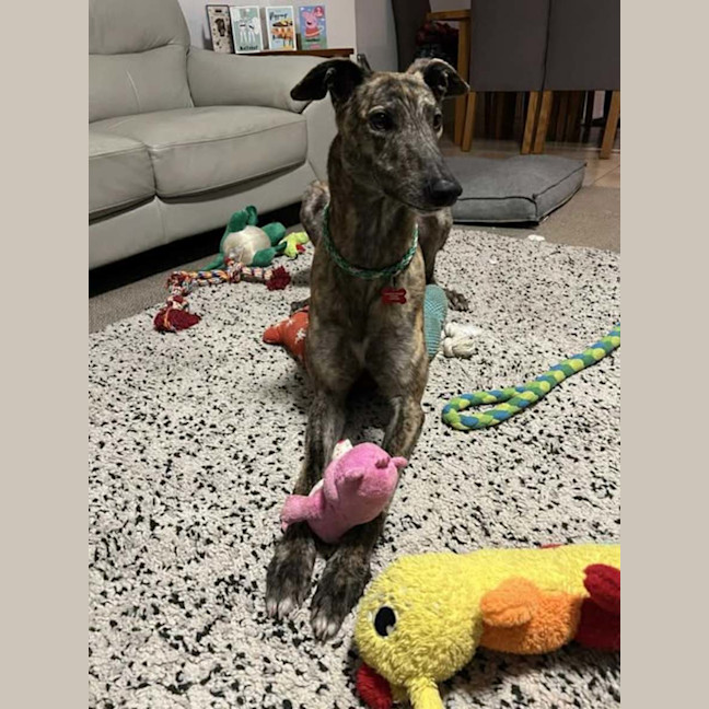 Photo of Tyson, The Greyhound