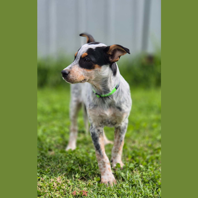 Photo of Jiggle