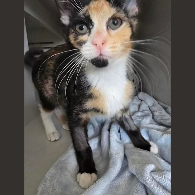 Photo of Waltz *Available At Pet Stock Milperra*