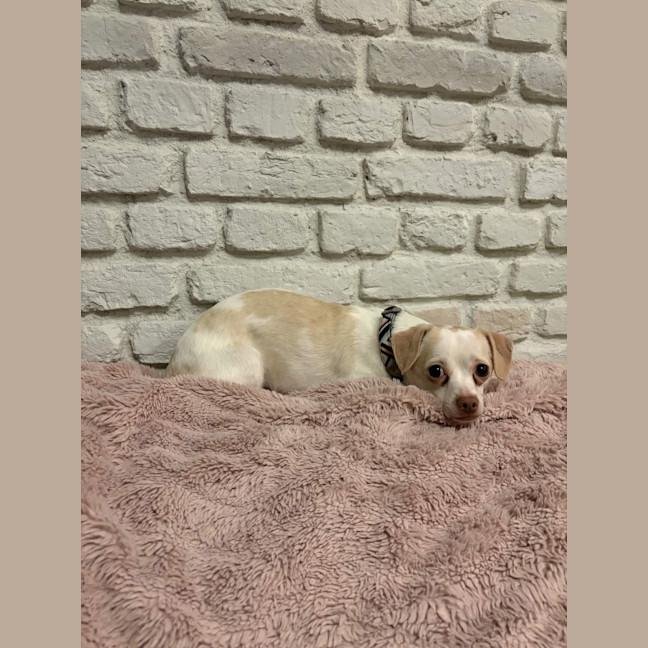 Photo of Spud