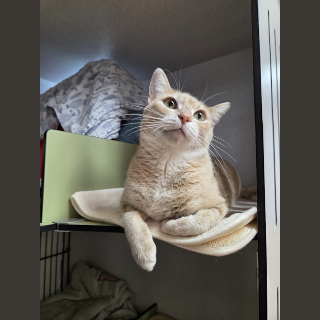 Photo of Peaches
