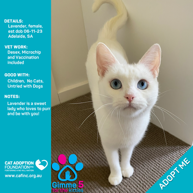 Photo of Lavender Only $50 Limited Time!