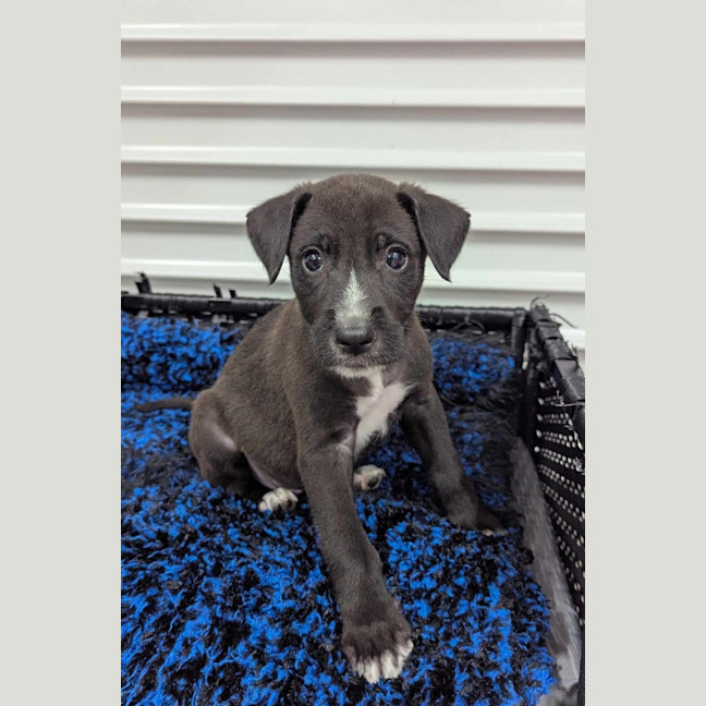 Photo of Muttley Crue