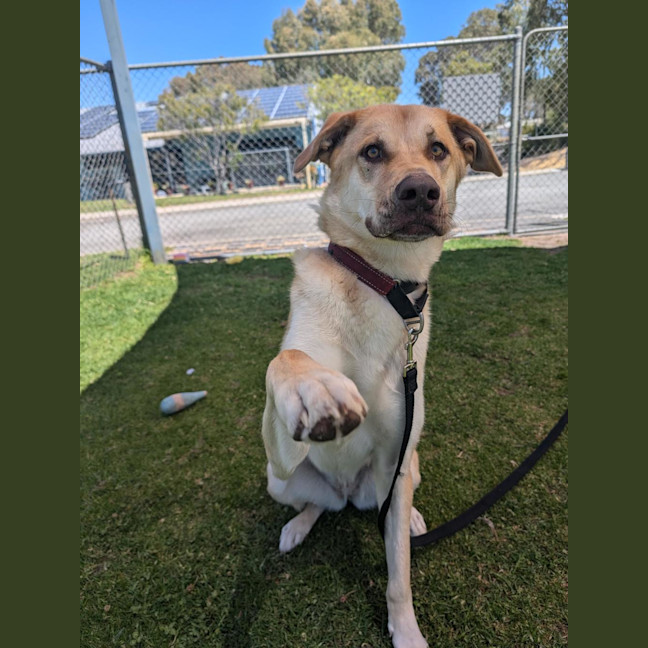 Photo of Gypsy