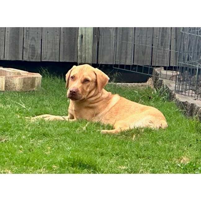 Photo of Dior *$350 Adoption Fee*