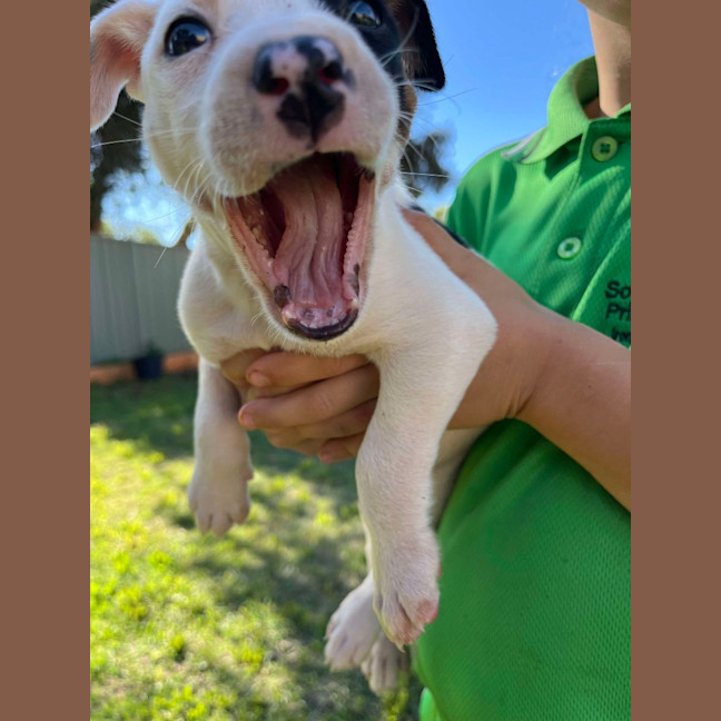 Photo of Minnie Mouse