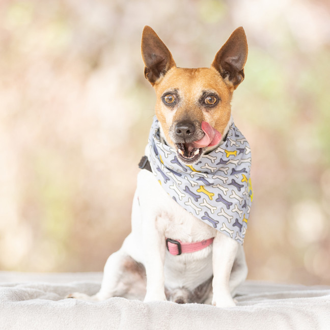 Photo of Milo