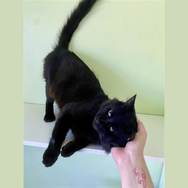Photo of Binx