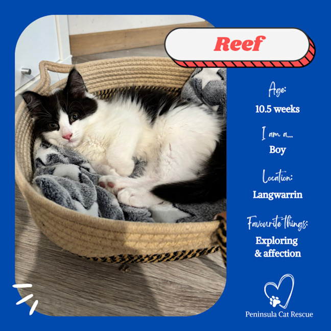 Photo of Reef