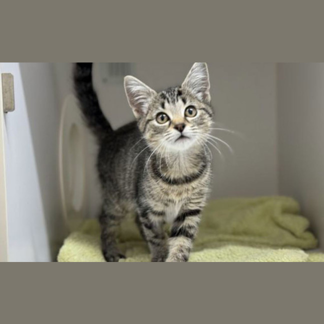 Photo of Olive