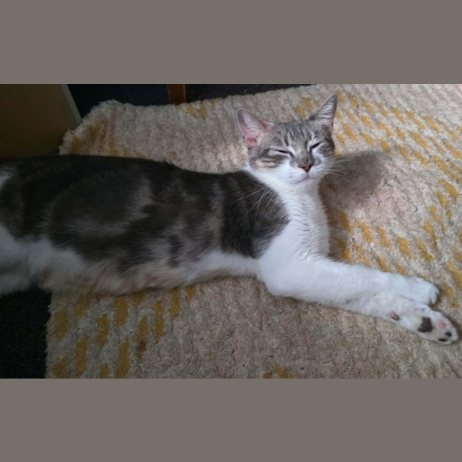 Photo of Juniper