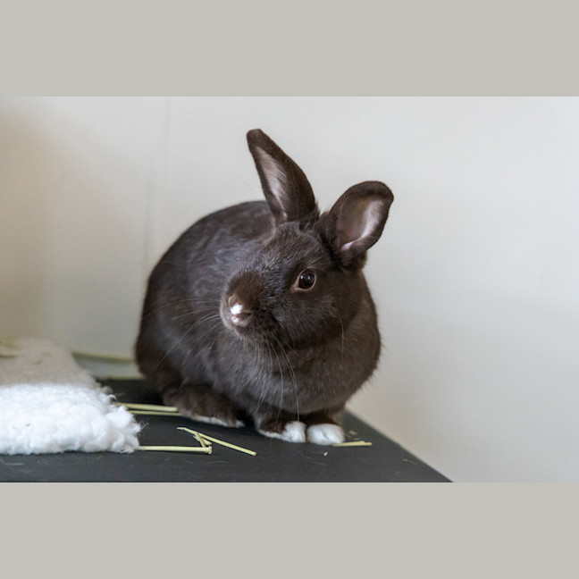 Photo of Cadbury