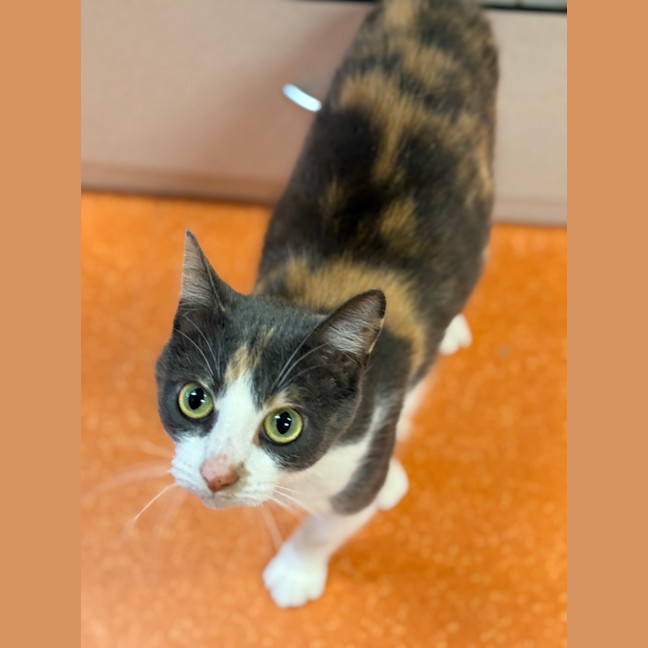 Photo of Zelda